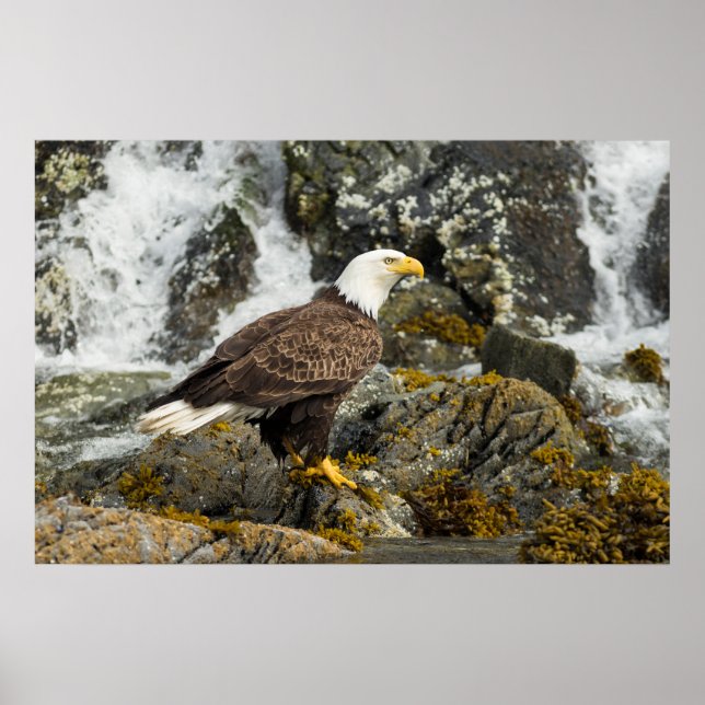 Proud Bald Eagle Poster (Vorne)