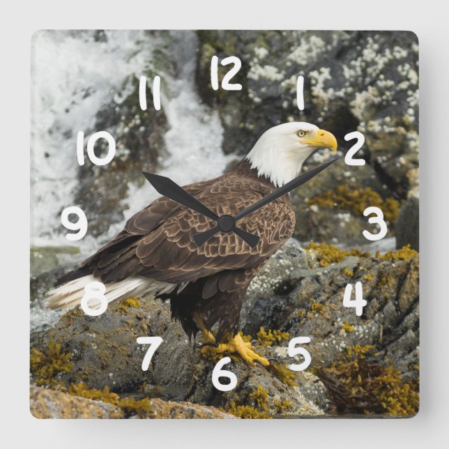 Proud Bald Eagle Quadratische Wanduhr (Vorderseite)