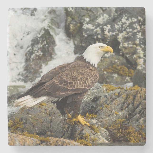 Proud Bald Eagle Steinuntersetzer (Vorderseite)