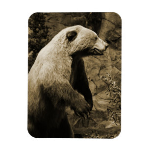 Proud Bear Magnet