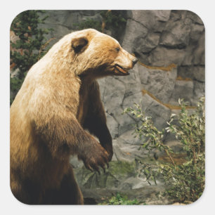 Proud Bear Quadratischer Aufkleber