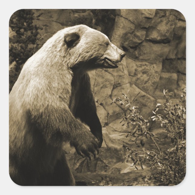 Proud Bear Quadratischer Aufkleber (Vorderseite)