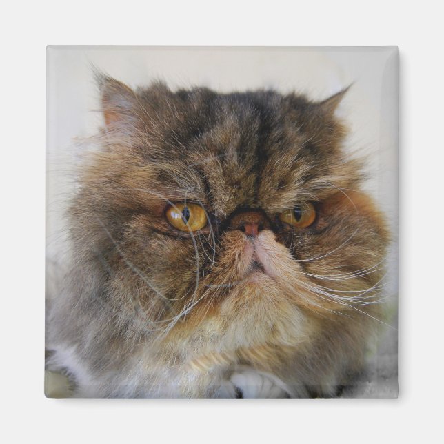 Proud Calico Persian Cat Magnet (Vorne)