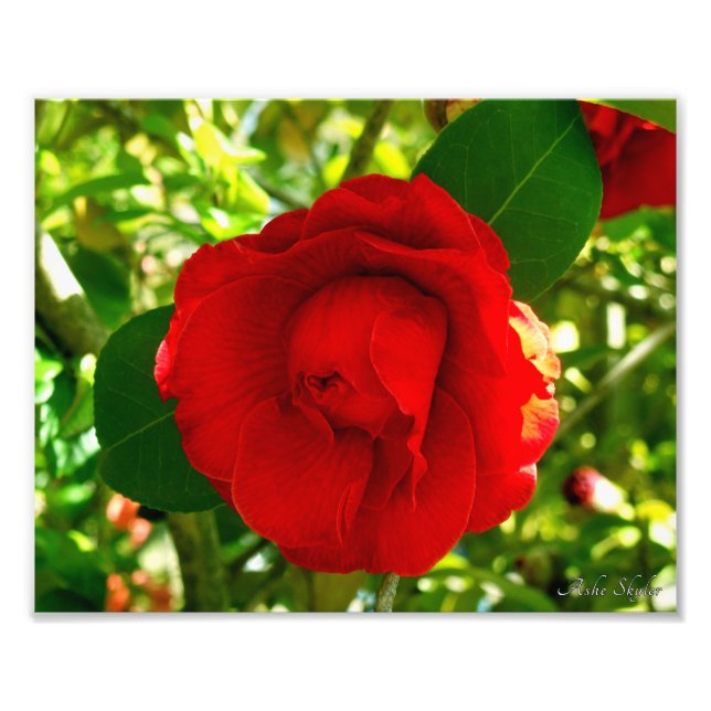 Proud Camelia Fotodruck (Vorne)