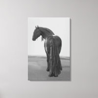 Proud Friesian Black Hengst