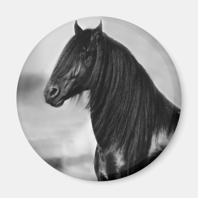 Proud Friesian Black Hengst Magnet (Vorne)