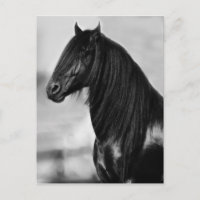 Proud Friesian Black Hengst
