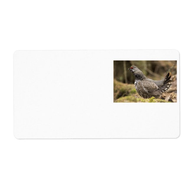 Proud Grouse (Vorne)