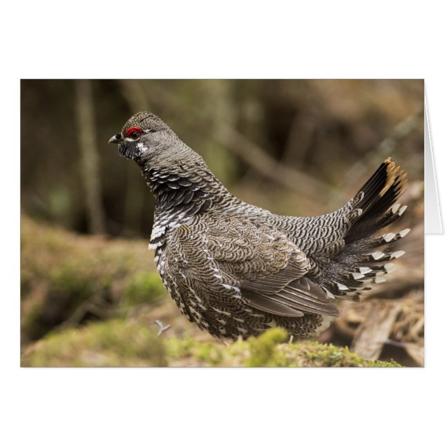 Proud Grouse (Vorderseite (Horizontal))