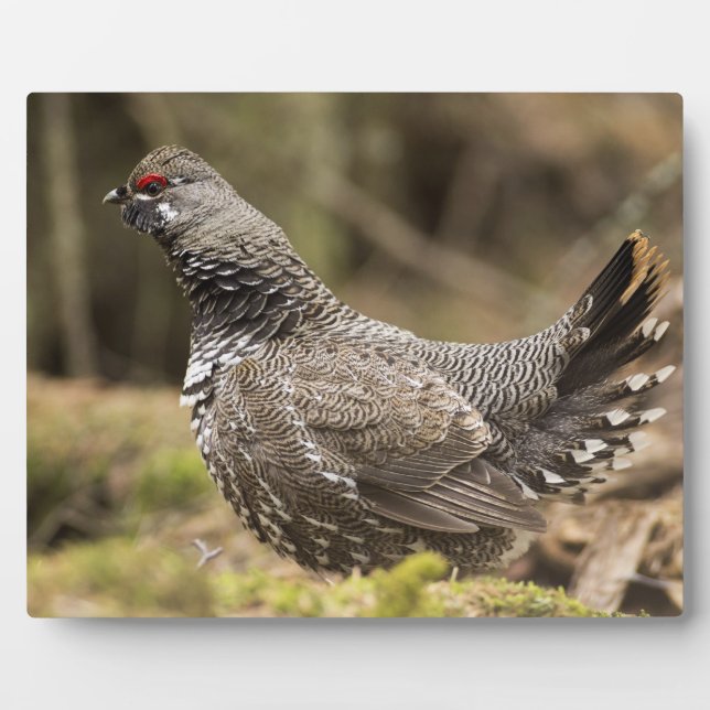 Proud Grouse Fotoplatte (Vorderseite)