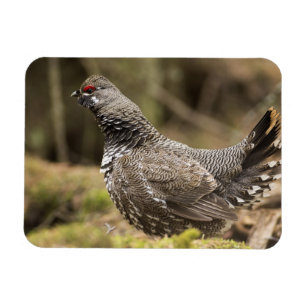 Proud Grouse Magnet