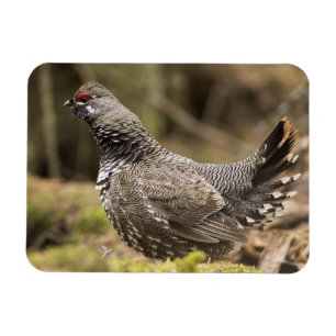 Proud Grouse Magnet