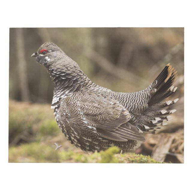 Proud Grouse Notizblock (Vorderseite)