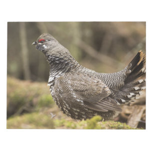 Proud Grouse Notizblock