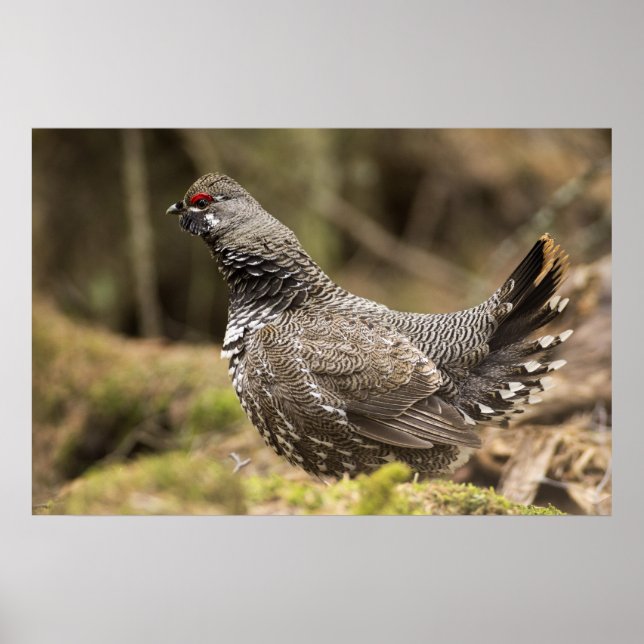 Proud Grouse Poster (Vorne)