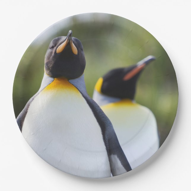 Proud King Pinguins Foto Pappteller (Vorderseite)
