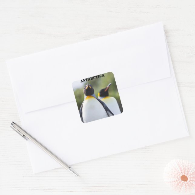 Proud King Pinguins Foto Quadratischer Aufkleber (Umschlag)