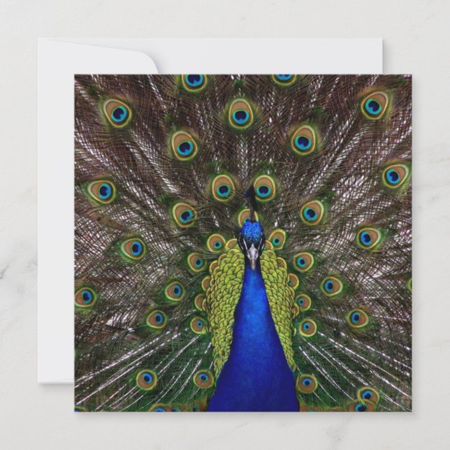 Proud Peacock ABSCHLUSS Einladung (Vorderseite)