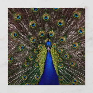 Proud Peacock ABSCHLUSS Einladung