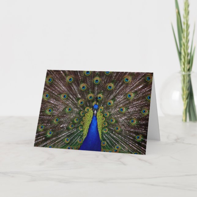 Proud Peacock Grußkarte Karte (Vorderseite)