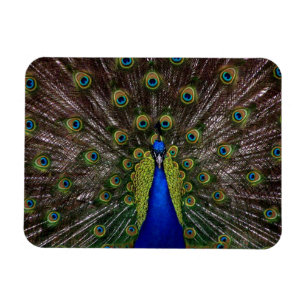 Proud Peacock-MagMagnet Magnet