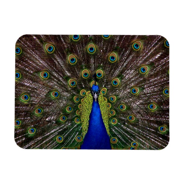 Proud Peacock-MagMagnet Magnet (Horizontal)