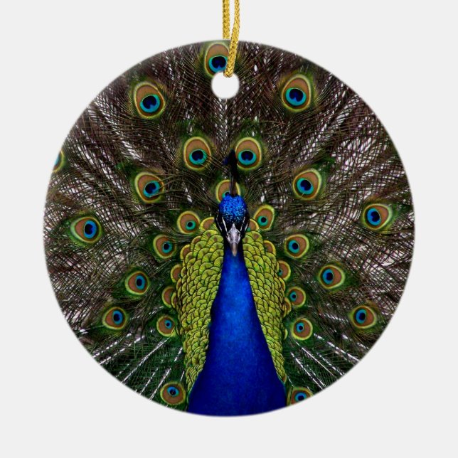 Proud Peacock Ornament (Vorne)