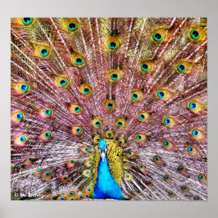 Proud Peacock Poster oder Print