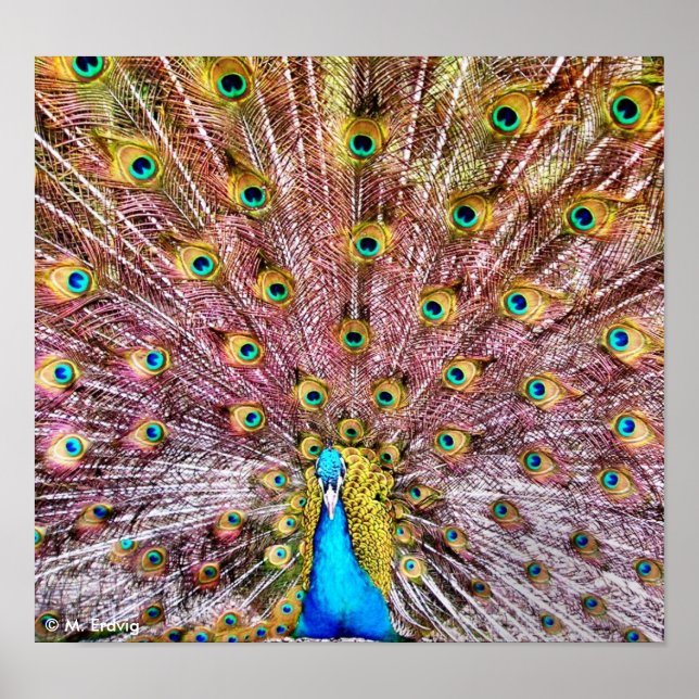 Proud Peacock Poster oder Print (Vorne)
