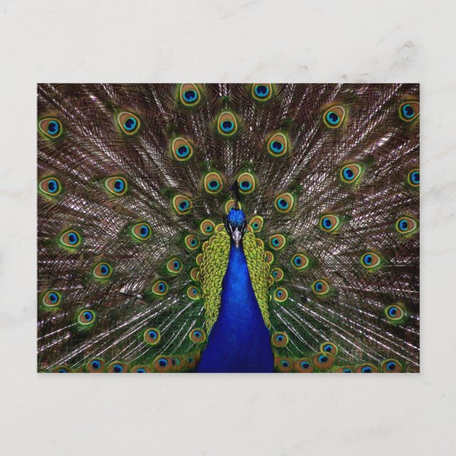 Proud Peacock Postkarte (Vorderseite)