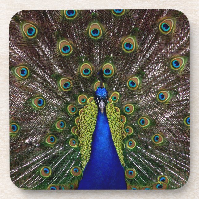 Proud Peacock Untersetzer (Vorderseite)