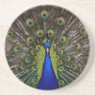 Proud Peacock Untersetzer