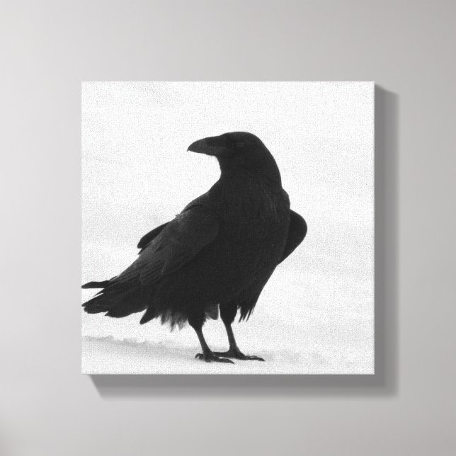 Proud Raven Leinwanddruck (Vorderseite)