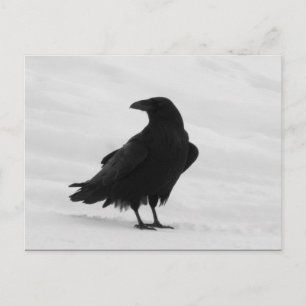 Proud Raven Postkarte
