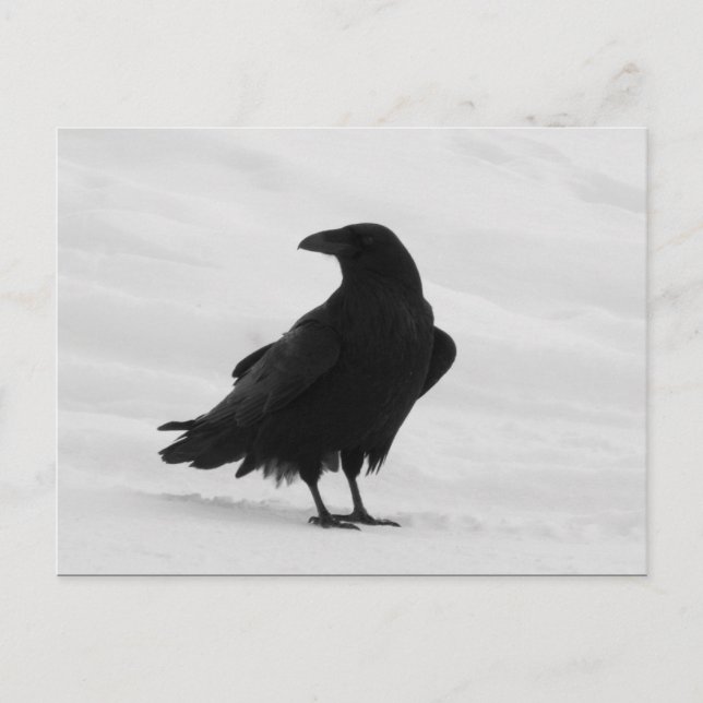 Proud Raven Postkarte (Vorderseite)