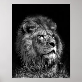 Proud Young Lion Poster