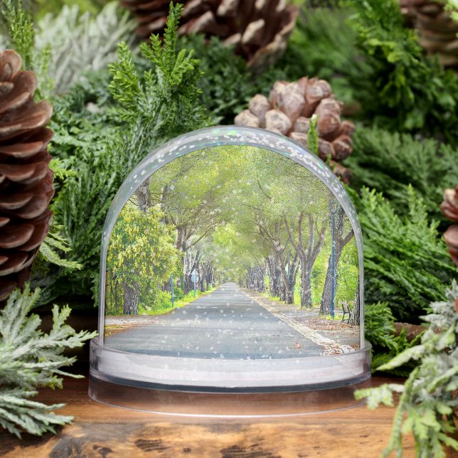 Provence France, Canopy of Trees Over Road Schneekugeln (Winter)