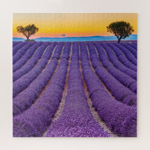 Provence, Frankreich.Plateau von Valensole.