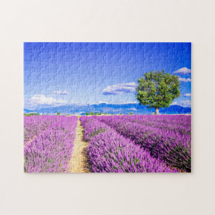 Provence Lavander