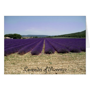 Provence-Lavendel