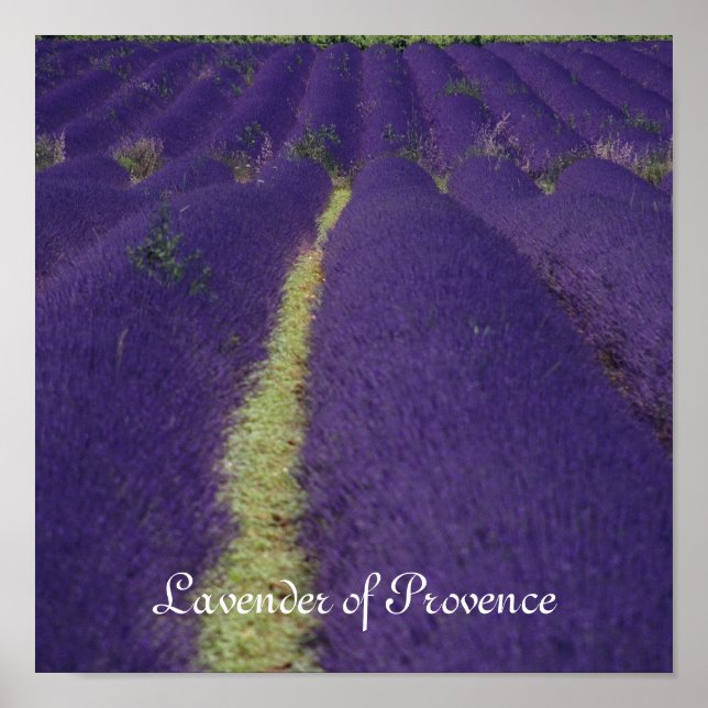 Provence-Lavendel Poster (Vorne)
