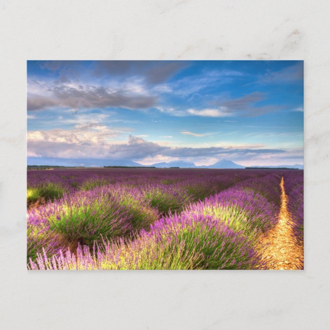 Provence - Lavender fields carte postale (Devant)