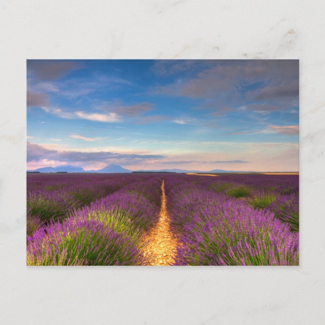 Provence - Lavender fields carte postale (Devant)