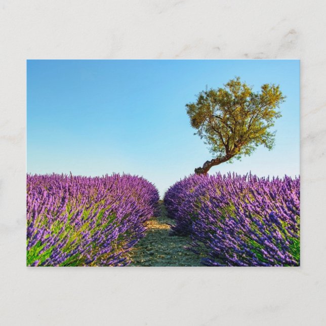 Provence Postkarte (Vorderseite)