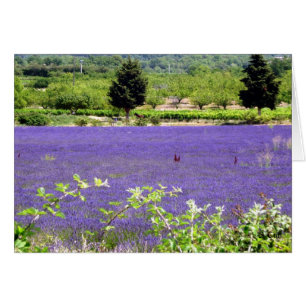 Provencial Lavender, S Cyr