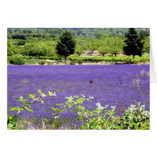Provencial Lavender, S Cyr (Vorderseite (Horizontal))