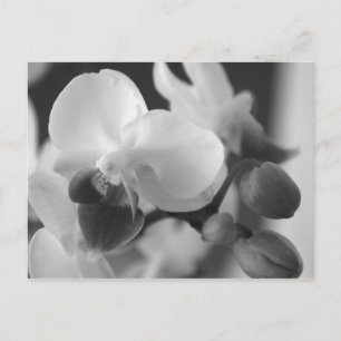Proverbs 10:12 Orchid Postcard Postkarte