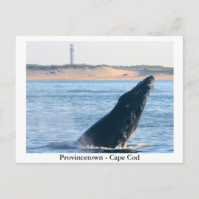 Provincetown - Postkarte für Cape Cod (Vorderseite)
