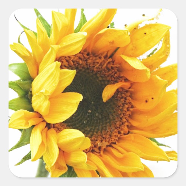 Provincetown Sunflower Quadratischer Aufkleber (Vorderseite)