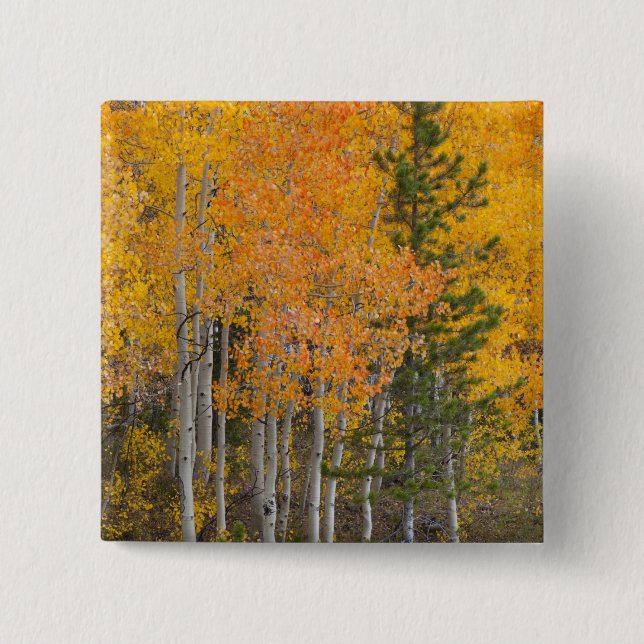 Provo-Fluss und Aspen-Bäume Button (Vorderseite)